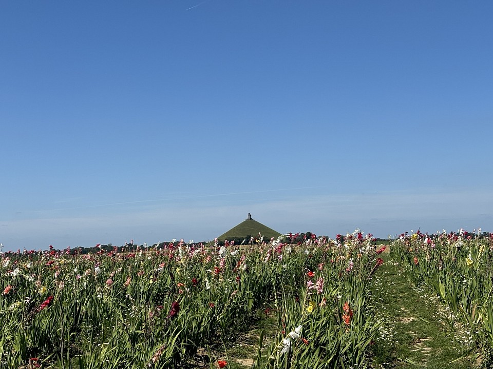 Les vastes étendues de terres agricoles avec au loin le lion