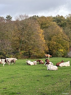 Les vaches de la ferme du Moulin